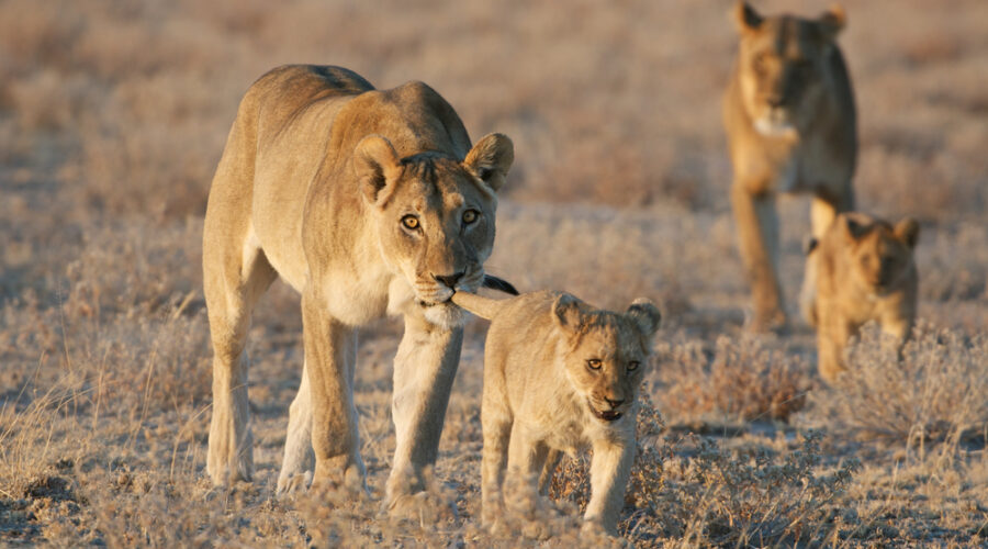 Lioness and cubs