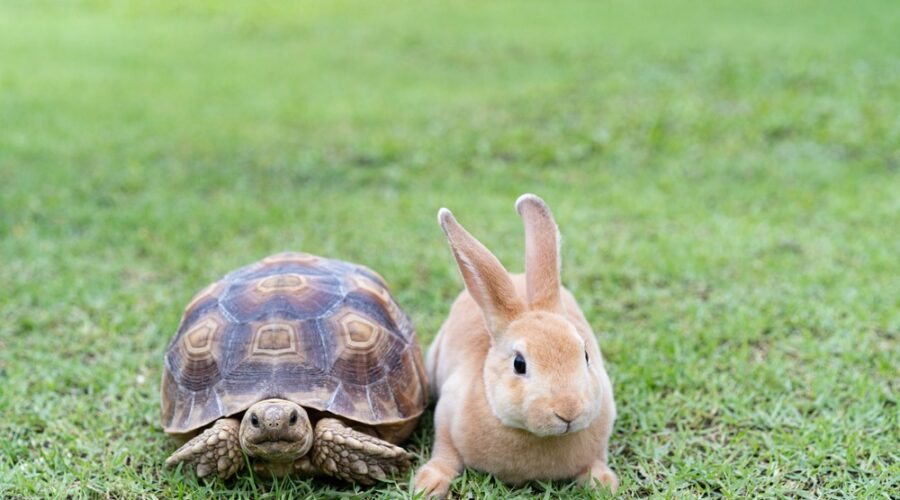 Tortoise and hare