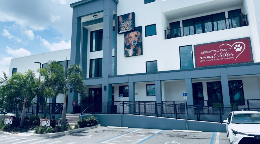 Animal shelter, no-kill shelters, Animal Protective Assocation, government control, pet adoption