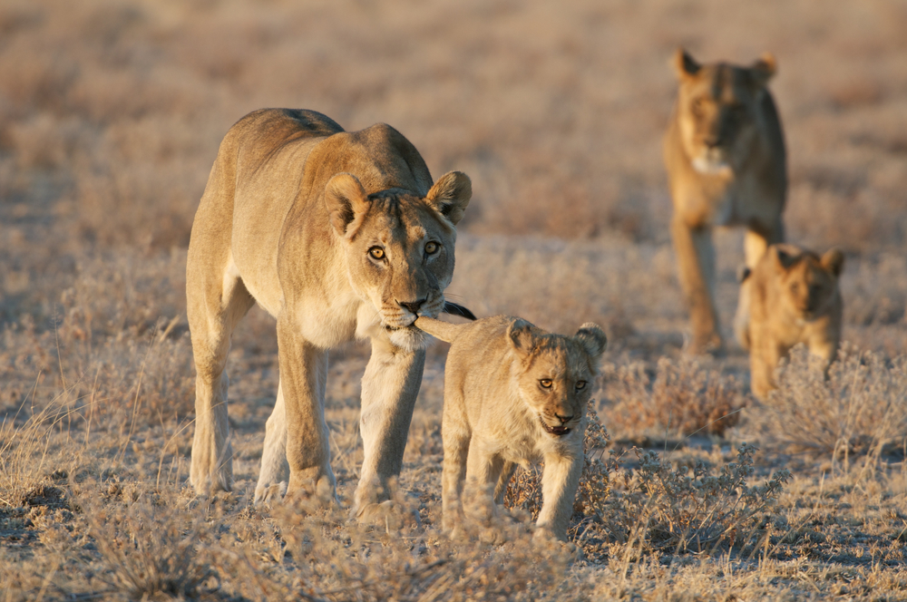 As a Parent, You’re Going to Hear Me Roar