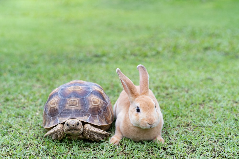 The Kansas City Earnings Tax Tortoise Versus the St. Louis Earnings Tax Hare