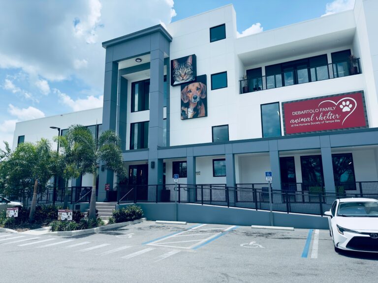 Animal shelter, no-kill shelters, Animal Protective Assocation, government control, pet adoption